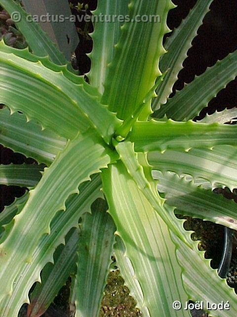 Aloe arborescens variegata